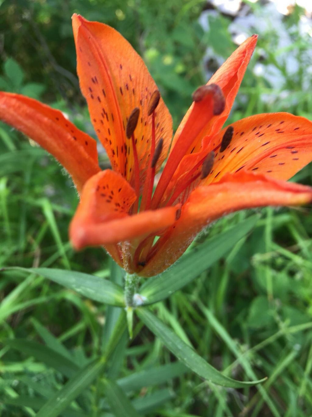 Lilium bulbiferum subsp. croceum